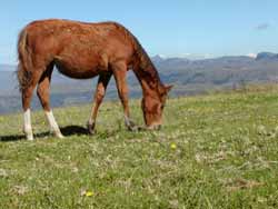 Vergezient Mountain Retreat - Northern Drakensberg accommodation overlooking Royal Natal National Park and the Amphitheatre